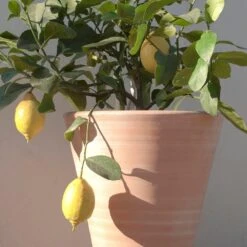 Empoli Terracotta Lily Pot 15 Empoli Terracotta Lily Pot -KANG Plants Shop pr2000012808 card6 lg