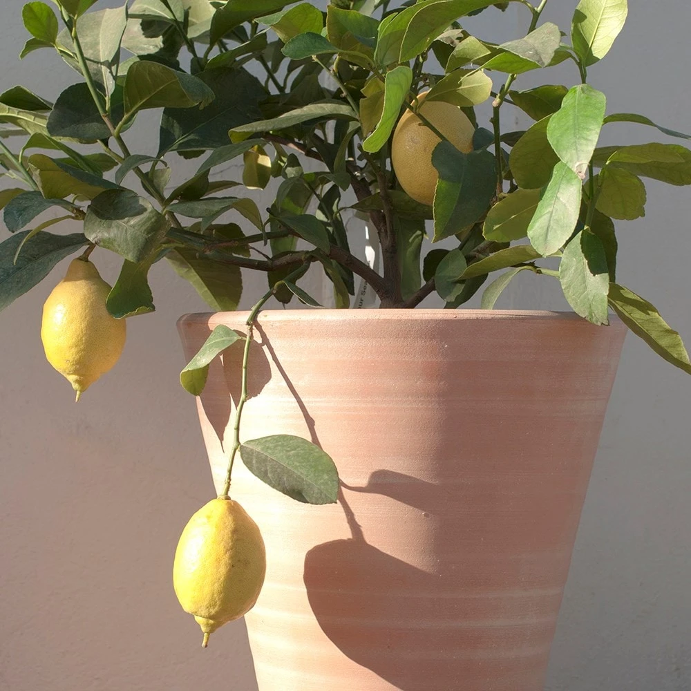 Empoli Terracotta Lily Pot 8 Empoli Terracotta Lily Pot - Image 6