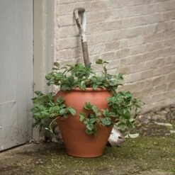 Terracotta Strawberry Pot -KANG Plants Shop pr2000017234 card3 lg
