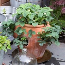 Terracotta Strawberry Pot -KANG Plants Shop pr2000017234 card4 lg