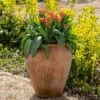 Terracotta Tulip Pot 2 Terracotta Tulip Pot -KANG Plants Shop pr2000017349