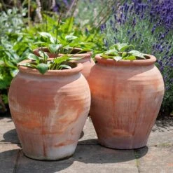 Terracotta Tulip Pot 21 Terracotta Tulip Pot -KANG Plants Shop pr2000017349 card10 lg