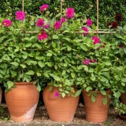 Terracotta Tulip Pot 13 Terracotta Tulip Pot -KANG Plants Shop pr2000017349 card2 lg