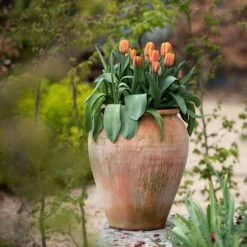 Terracotta Tulip Pot 14 Terracotta Tulip Pot -KANG Plants Shop pr2000017349 card3 lg