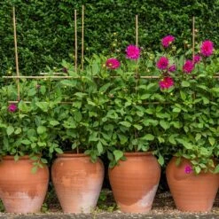 Terracotta Tulip Pot 16 Terracotta Tulip Pot -KANG Plants Shop pr2000017349 card5 lg