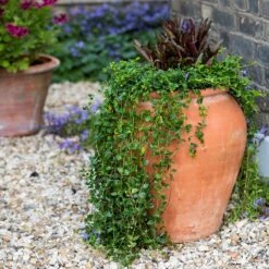 Terracotta Tulip Pot 17 Terracotta Tulip Pot -KANG Plants Shop pr2000017349 card6 lg