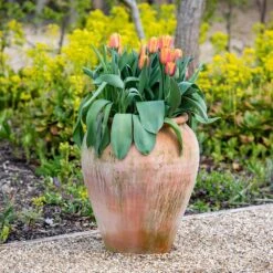 Terracotta Tulip Pot 18 Terracotta Tulip Pot -KANG Plants Shop pr2000017349 card7 lg