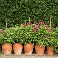 Terracotta Tulip Pot 19 Terracotta Tulip Pot -KANG Plants Shop pr2000017349 card8 lg