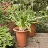 Terracotta Flared Rim Pot -KANG Plants Shop pr2000017350