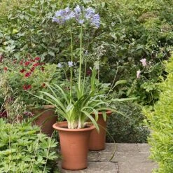 Terracotta Flared Rim Pot -KANG Plants Shop pr2000017350 card3 lg