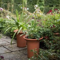 Terracotta Flared Rim Pot -KANG Plants Shop pr2000017350 card5 lg