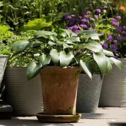 Terracotta Flared Rim Pot -KANG Plants Shop pr2000017350 card6 lg