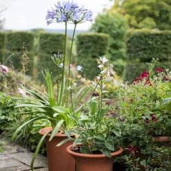 Terracotta Flared Rim Pot -KANG Plants Shop pr2000017350 card7 lg