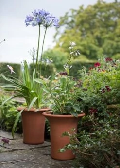 Terracotta Flared Rim Pot -KANG Plants Shop pr2000017350 card8 lg