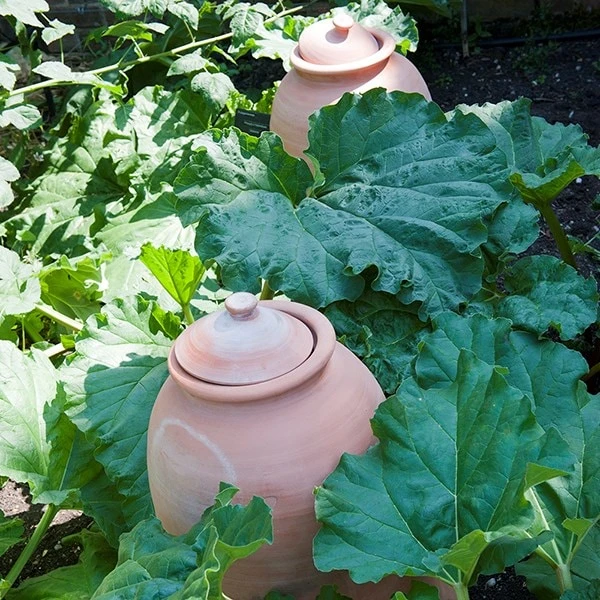 Terracotta Rhubarb Forcer 4 Terracotta Rhubarb Forcer - Image 2