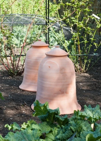 Terracotta Rhubarb Forcer 7 Terracotta Rhubarb Forcer - Image 5