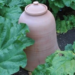 Terracotta Rhubarb Forcer 15 Terracotta Rhubarb Forcer -KANG Plants Shop pr2000017359 card6 lg