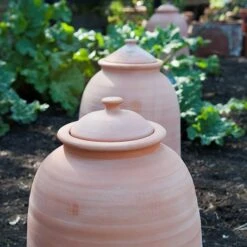 Terracotta Rhubarb Forcer 17 Terracotta Rhubarb Forcer -KANG Plants Shop pr2000017359 card8 lg