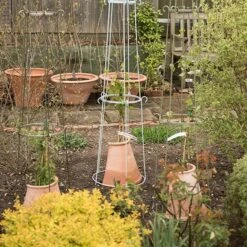 Clematis Root Protector 12 Clematis Root Protector -KANG Plants Shop pr2000020697 card4 lg