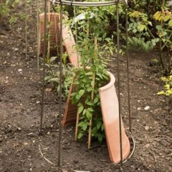 Clematis Root Protector 13 Clematis Root Protector -KANG Plants Shop pr2000020697 card5 lg