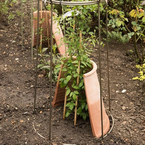 Clematis Root Protector 7 Clematis Root Protector - Image 5