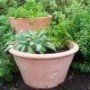 Terracotta Rimmed Grow Pot 1 Terracotta Rimmed Grow Pot -KANG Plants Shop pr2000022763