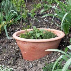 Terracotta Rimmed Grow Pot -KANG Plants Shop pr2000022763 card3 lg