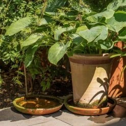Terracotta Saucer -KANG Plants Shop pr2000022770 card4 lg