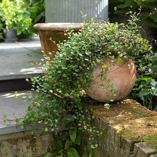 Terracotta Babylon Hanging Pot 5 Terracotta Babylon Hanging Pot - Image 3