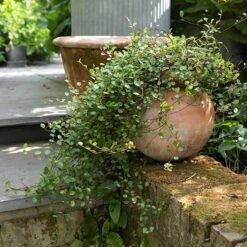 Terracotta Babylon Hanging Pot 17 Terracotta Babylon Hanging Pot -KANG Plants Shop pr2000023695 card8 lg