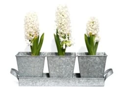 Galvanised Pots - Set Of 3 With Tray -KANG Plants Shop pr2000026339 card3 lg