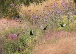 Silhouette Flying Bird 13 Silhouette Flying Bird -KANG Plants Shop pr2000026361 card6 lg