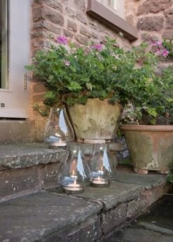 Tulip Hurricane Lantern -KANG Plants Shop pr2000026365 card7 lg