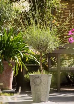 Faceted Galvanised Planter -KANG Plants Shop pr2000027856 card10 lg