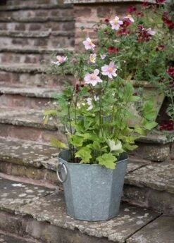 Faceted Galvanised Planter -KANG Plants Shop pr2000027856 card2 lg