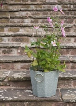 Faceted Galvanised Planter -KANG Plants Shop pr2000027856 card3 lg
