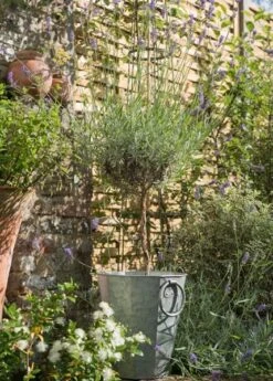 Faceted Galvanised Planter -KANG Plants Shop pr2000027856 card7 lg