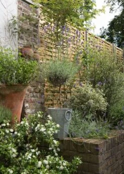 Faceted Galvanised Planter -KANG Plants Shop pr2000027856 card9 lg