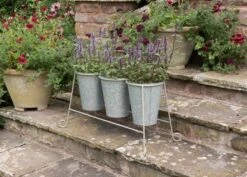 Three Galvanised Pots And Stand 8 Three Galvanised Pots And Stand -KANG Plants Shop pr2000027863 card2 lg