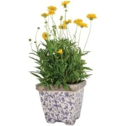 Aged Ceramic Flower Pots - Set Of 3 7 Aged Ceramic Flower Pots - Set Of 3 -KANG Plants Shop pr2000028008 card3 lg
