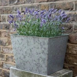 Galvanised Planter -KANG Plants Shop pr2000028358 card4 lg