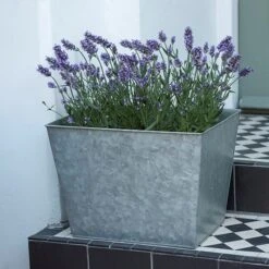 Galvanised Planter -KANG Plants Shop pr2000028358 card7 lg