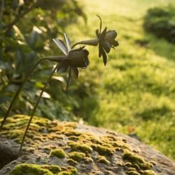 Daffodil Flower Stake - Antique Brass -KANG Plants Shop pr2000028377 card4 lg