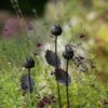 Poppy Seed Head Stake - Small Seed Head -KANG Plants Shop pr2000028379