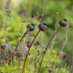 Poppy Seed Head Stake - Small Seed Head 16 Poppy Seed Head Stake - Small Seed Head -KANG Plants Shop pr2000028379 card7 lg