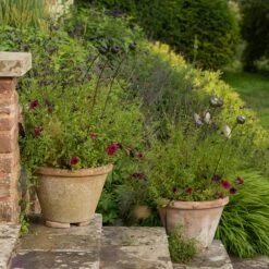 Poppy Seed Head Stake - Small Seed Head 17 Poppy Seed Head Stake - Small Seed Head -KANG Plants Shop pr2000028379 card8 lg