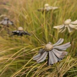 Helenium Flower Stake -KANG Plants Shop pr2000028383 card10 lg