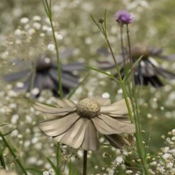 Helenium Flower Stake -KANG Plants Shop pr2000028383 card2 lg