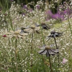 Helenium Flower Stake -KANG Plants Shop pr2000028383 card3 lg