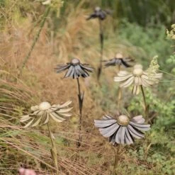 Helenium Flower Stake -KANG Plants Shop pr2000028383 card4 lg